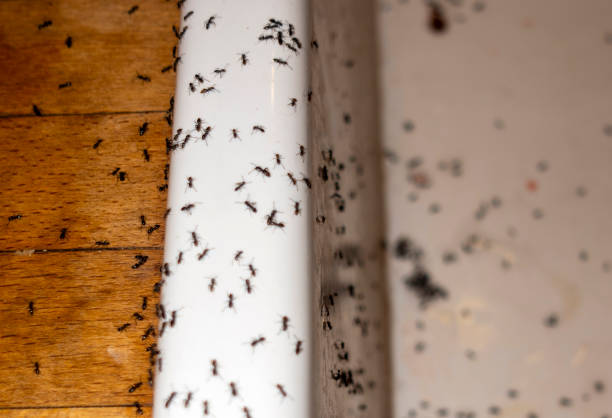 Best Wasp Removal Services  in Punxsutawney, PA